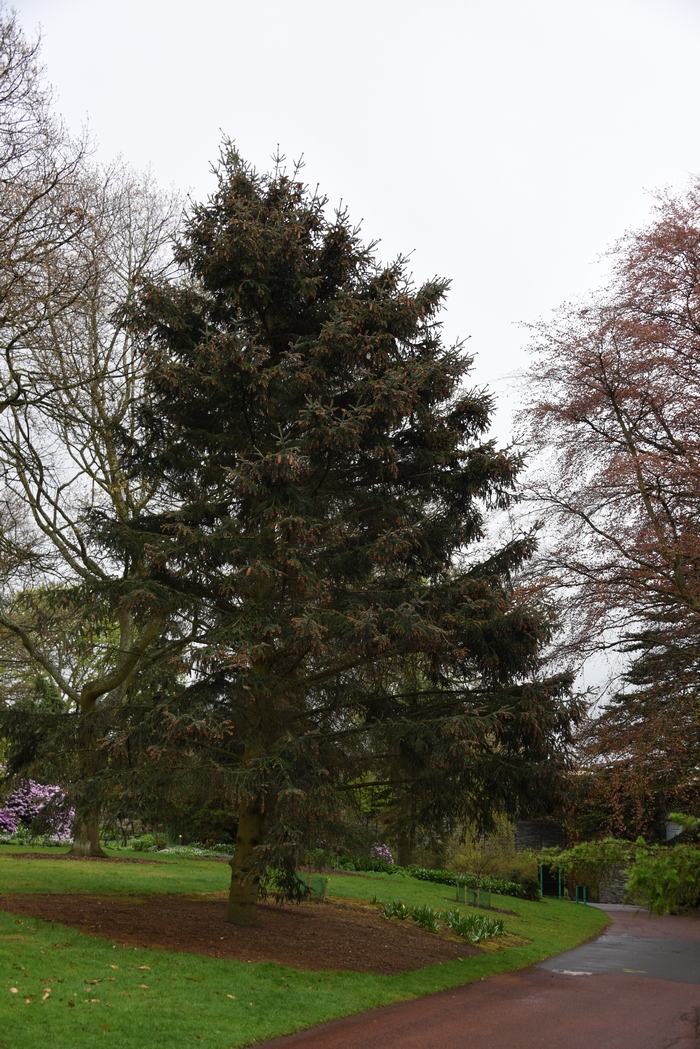 丽江云杉Picea likiangensis