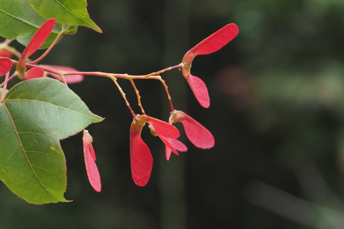 岭南槭Acer tutcheri 岭南槭Acer tutcheri