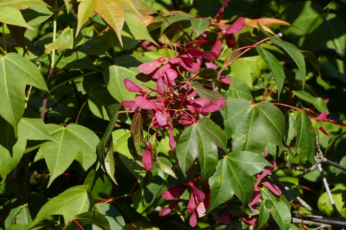 岭南槭Acer tutcheri 岭南槭Acer tutcheri