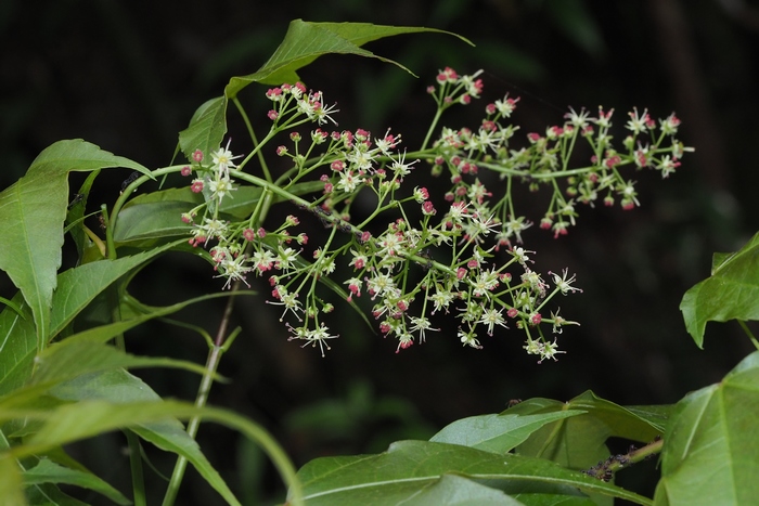 岭南槭Acer tutcheri 岭南槭Acer tutcheri
