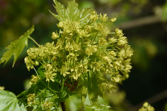 挪威枫Acer platanoides 挪威枫Acer platanoides