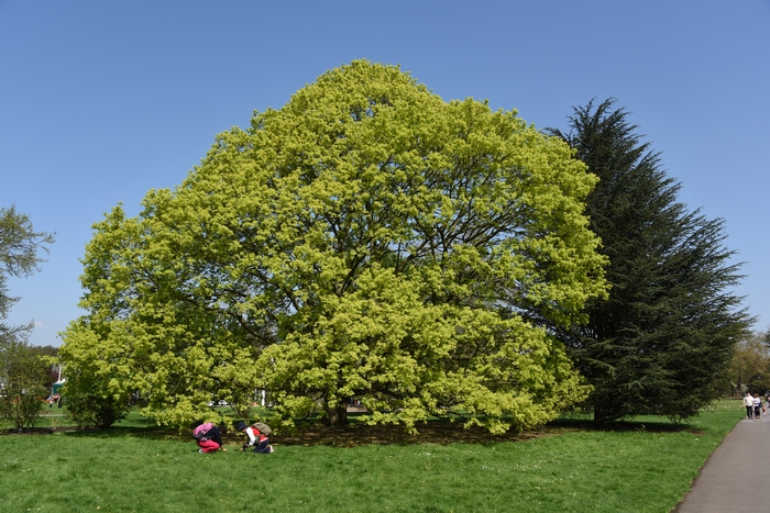 挪威枫Acer platanoides 挪威枫Acer platanoides