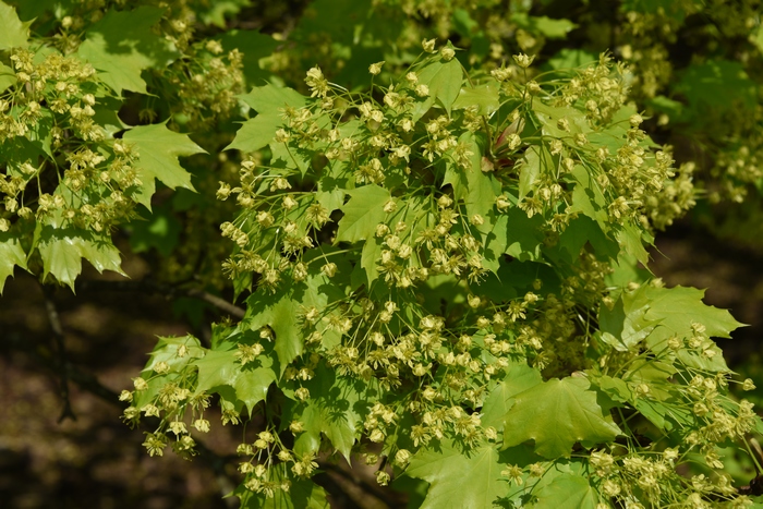 挪威枫Acer platanoides 挪威枫Acer platanoides