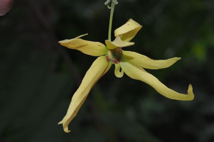 依兰香Cananga odorata 依兰香Cananga odorata
