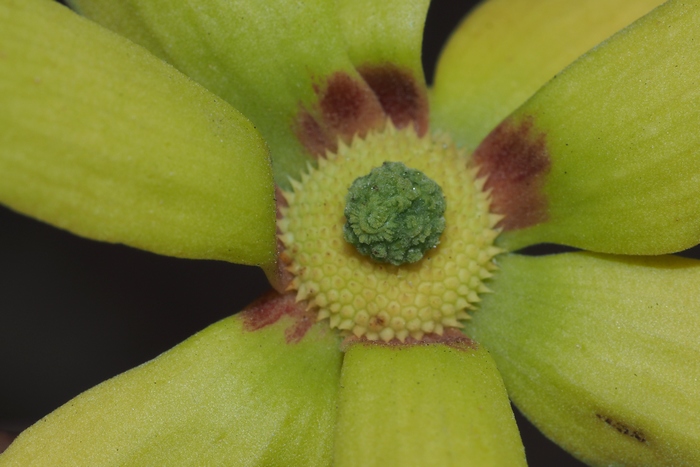 依兰香Cananga odorata 依兰香Cananga odorata