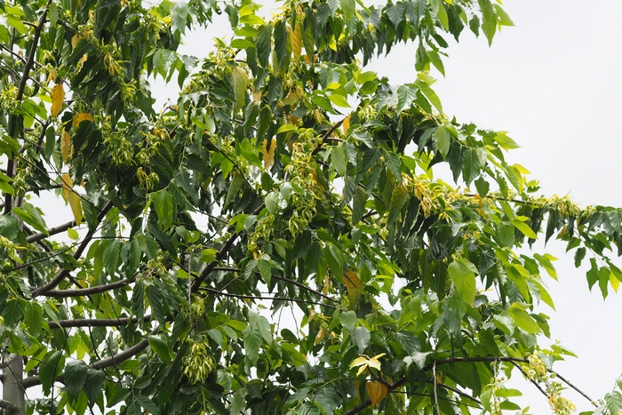 依兰香Cananga odorata 依兰香Cananga odorata