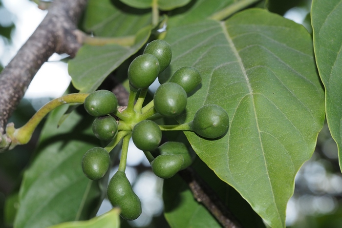 依兰香Cananga odorata 依兰香Cananga odorata
