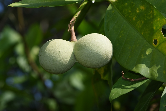 非洲马铃果Voacanga africana 非洲马铃果Voacanga africana