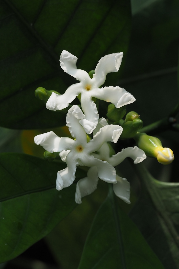 非洲马铃果Voacanga africana 非洲马铃果Voacanga africana