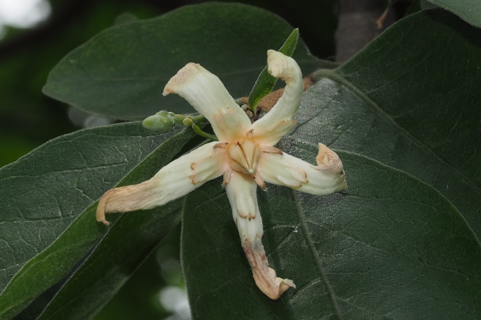 倒吊笔Wrightia pubescens 倒吊笔Wrightia pubescens