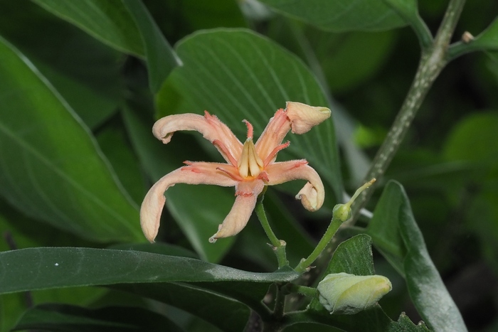 倒吊笔Wrightia pubescens 倒吊笔Wrightia pubescens