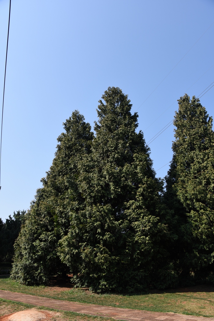 日本扁柏Chamaecyparis obtusa 日本扁柏Chamaecyparis obtusa