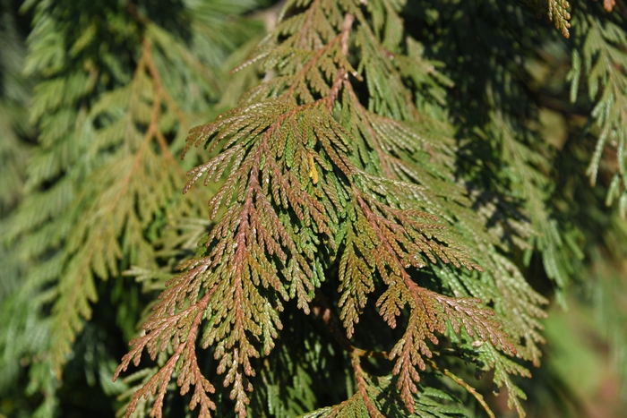 日本扁柏Chamaecyparis obtusa 日本扁柏Chamaecyparis obtusa