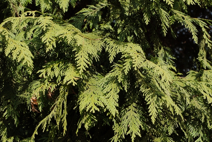 日本扁柏Chamaecyparis obtusa 日本扁柏Chamaecyparis obtusa