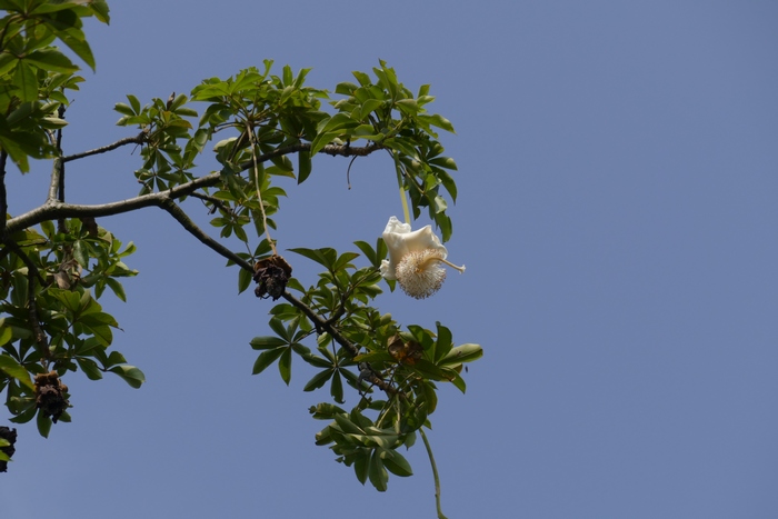 猴面包树Adansonia digitata