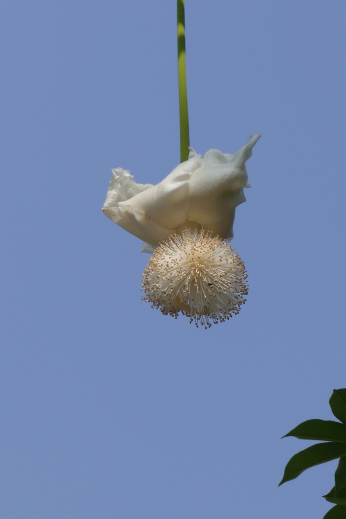 猴面包树Adansonia digitata