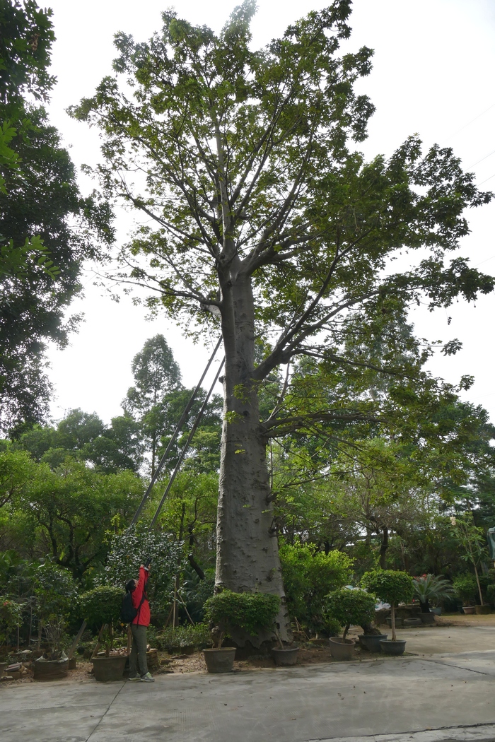 猴面包树Adansonia digitata 猴面包树Adansonia digitata