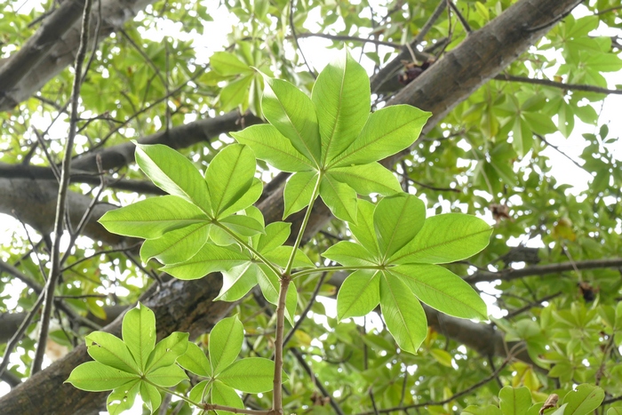 猴面包树Adansonia digitata