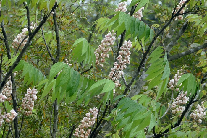 伯乐树Bretschneidera sinensis