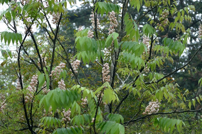 伯乐树Bretschneidera sinensis