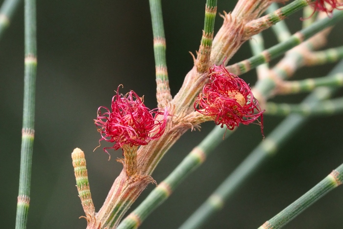 木麻黄Casuarina equisetifolia 木麻黄Casuarina equisetifolia