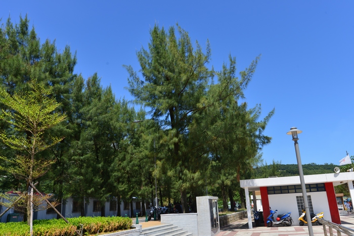 木麻黄Casuarina equisetifolia 木麻黄Casuarina equisetifolia