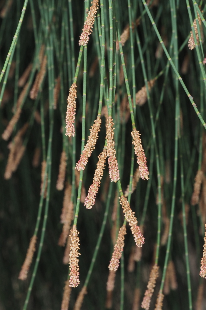 木麻黄Casuarina equisetifolia