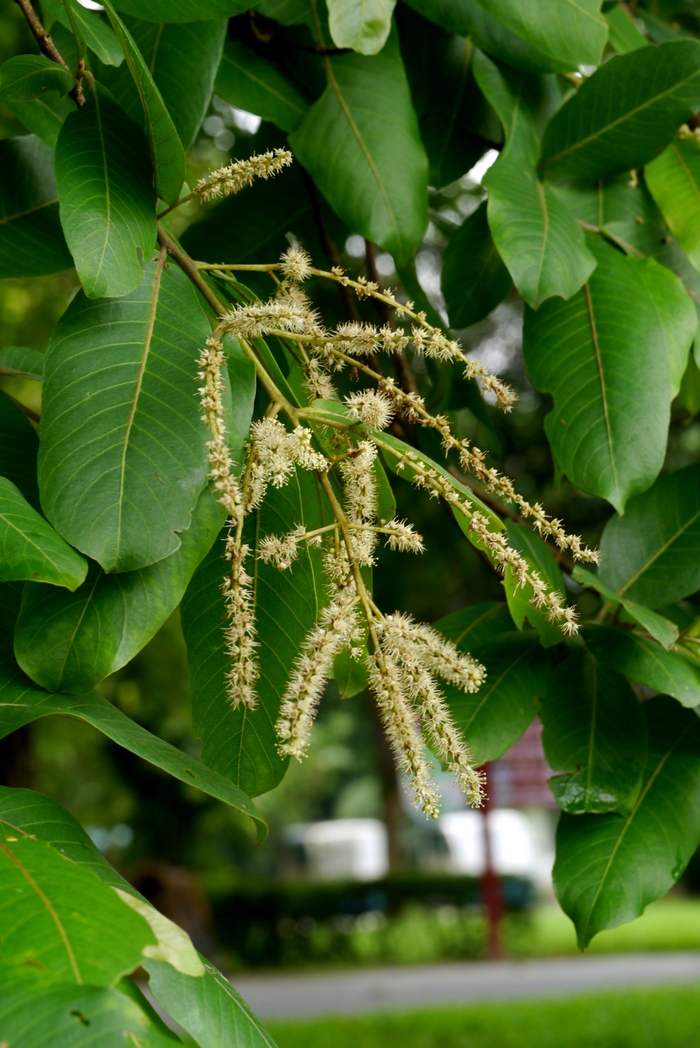 阿江榄仁Terminalia arjuna 阿江榄仁Terminalia arjuna