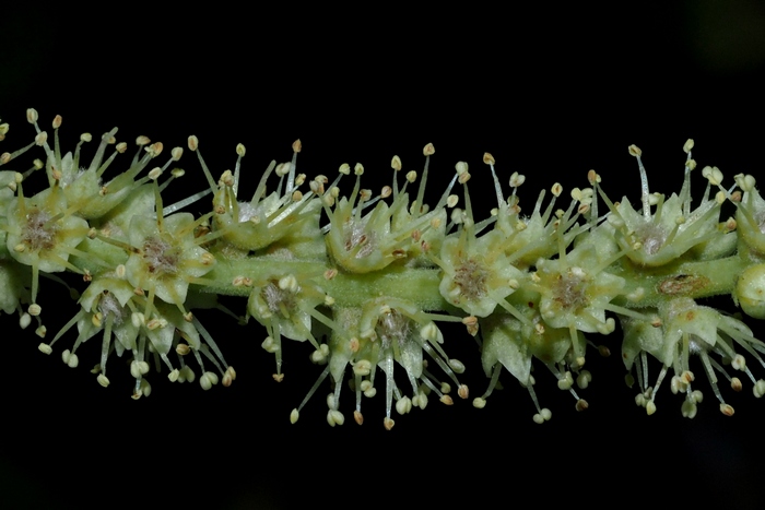 阿江榄仁Terminalia arjuna 阿江榄仁Terminalia arjuna