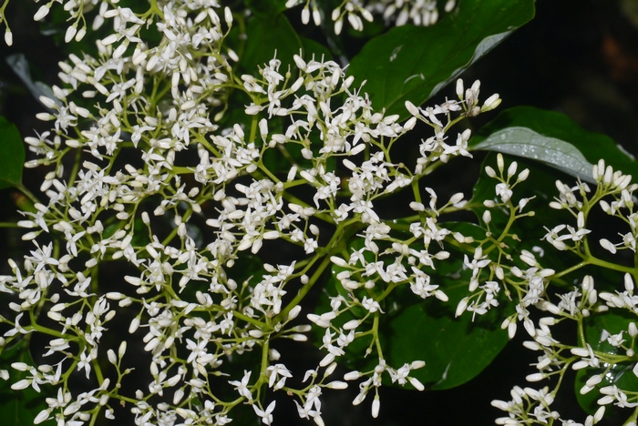 灯台树Cornus controversa 灯台树Cornus controversa