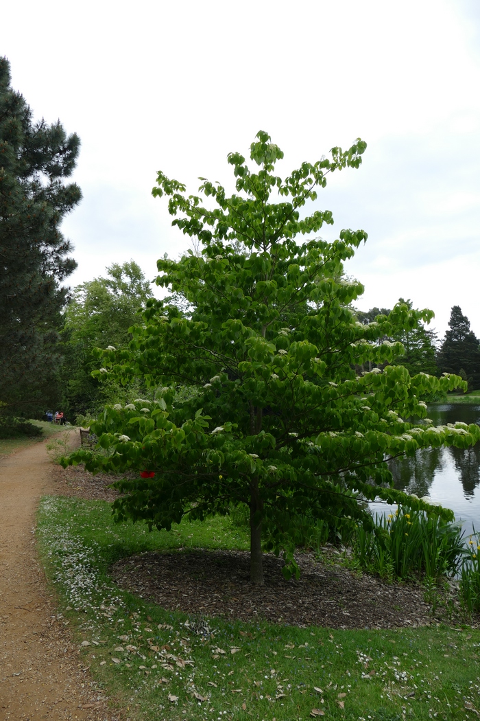 灯台树Cornus controversa 灯台树Cornus controversa