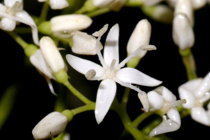 灯台树Cornus controversa 灯台树Cornus controversa