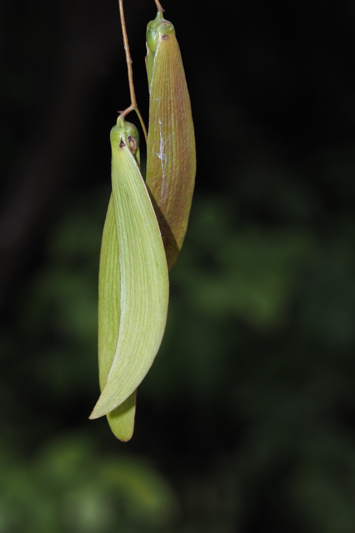 狭叶坡垒Hopea chinensis 狭叶坡垒Hopea chinensis