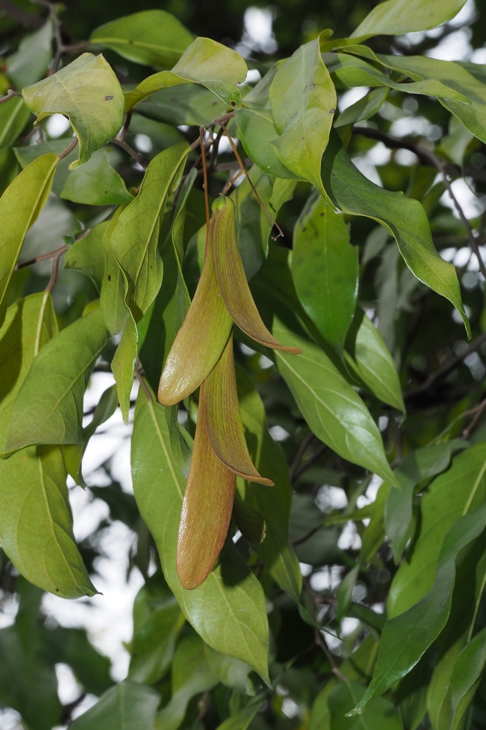 狭叶坡垒Hopea chinensis 狭叶坡垒Hopea chinensis
