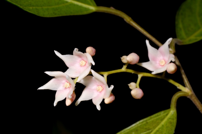 狭叶坡垒Hopea chinensis 狭叶坡垒Hopea chinensis