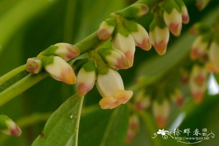 君迁子Diospyros lotus 君迁子Diospyros lotus