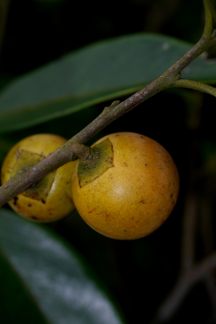 罗浮柿Diospyros morrisiana