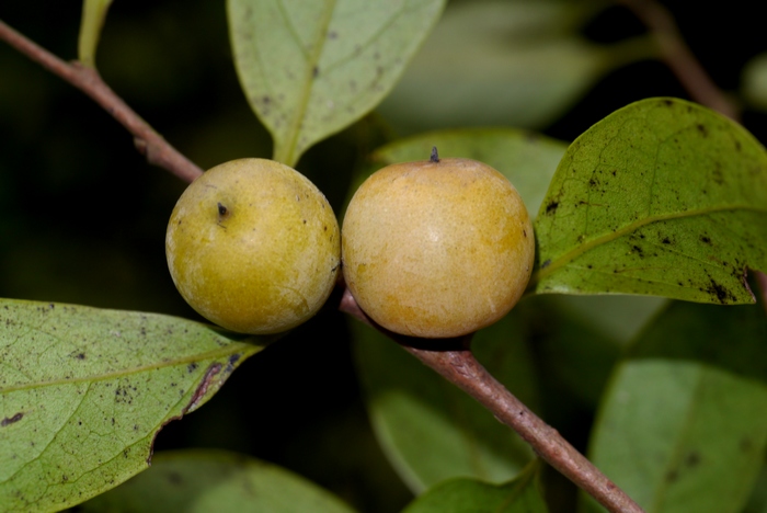 罗浮柿Diospyros morrisiana