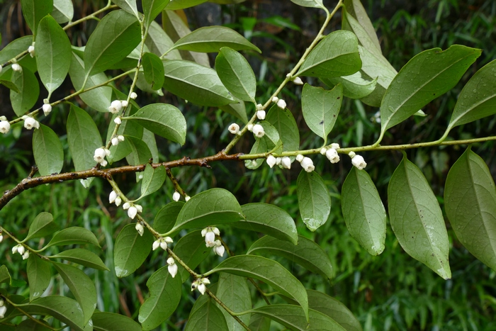 罗浮柿Diospyros morrisiana 罗浮柿Diospyros morrisiana
