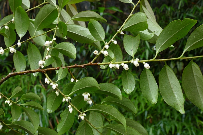 罗浮柿Diospyros morrisiana