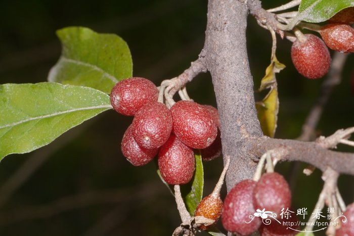 牛奶子Elaeagnus umbellata 牛奶子Elaeagnus umbellata