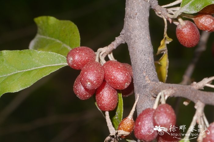 牛奶子Elaeagnus umbellata