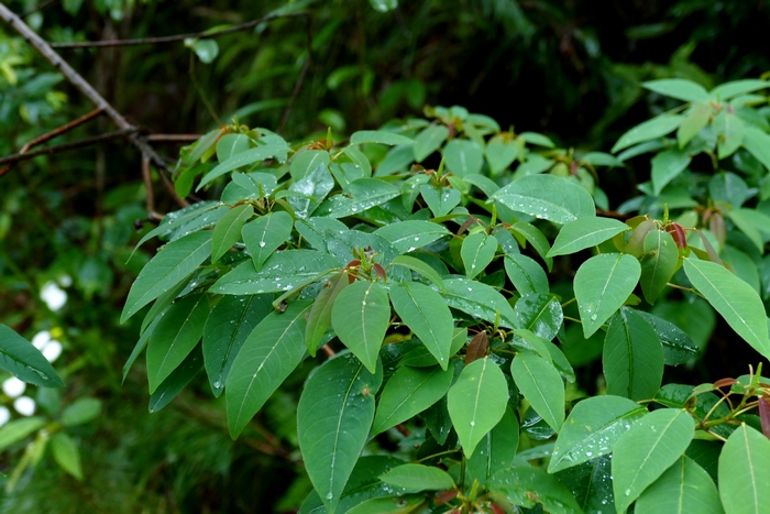 山乌桕Triadica cochinchinensis