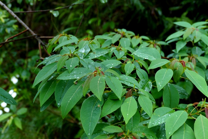 山乌桕Triadica cochinchinensis 山乌桕Triadica cochinchinensis