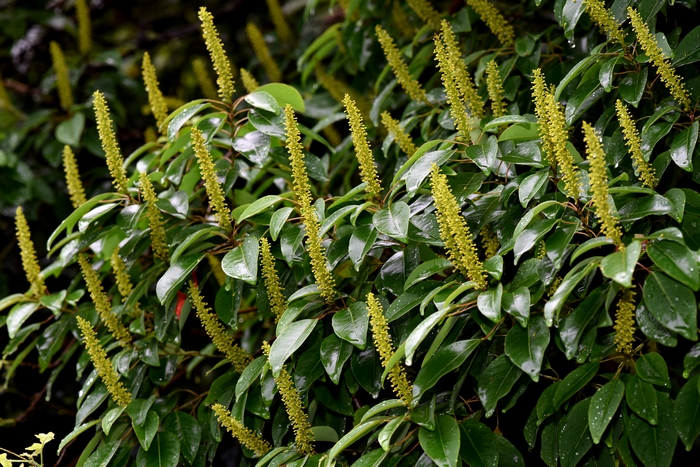 山乌桕Triadica cochinchinensis 山乌桕Triadica cochinchinensis