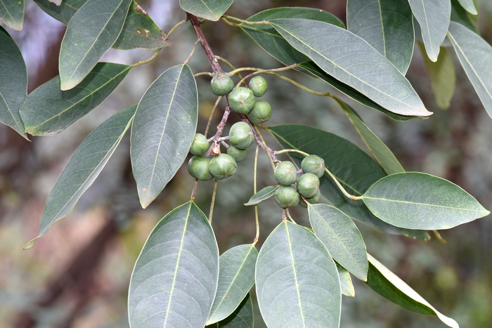 山乌桕Triadica cochinchinensis