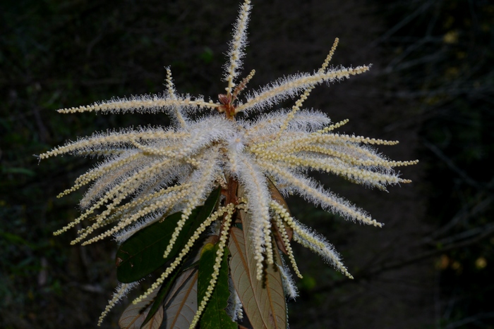 毛椎Castanopsis fordii