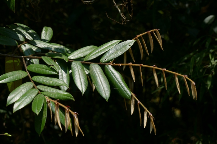 毛椎Castanopsis fordii 毛椎Castanopsis fordii