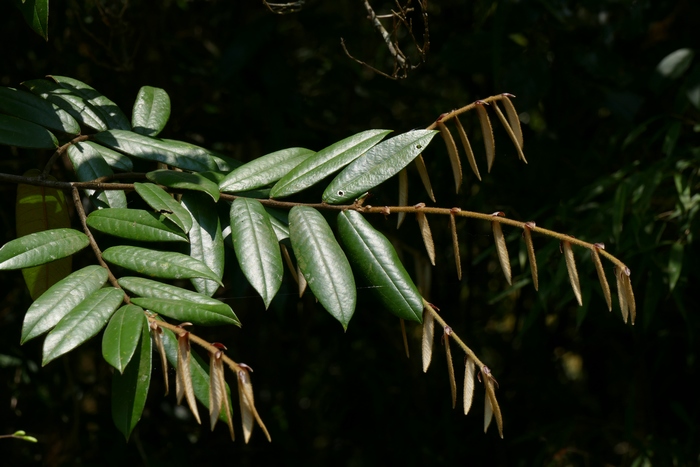 毛椎Castanopsis fordii