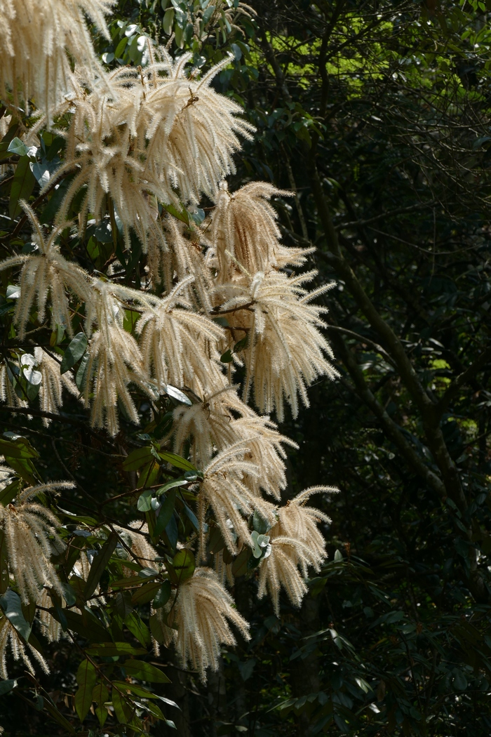 毛椎Castanopsis fordii